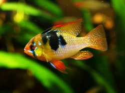 Papiliochromis ramirezi asia