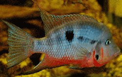 Cichlasoma meeki