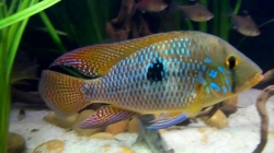 Geophagus brasiliensis