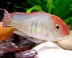 Geophagus pyrocephalus "Tapajos Red Head" XL