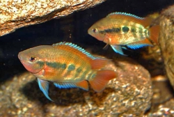 Herotilapia multispinosa