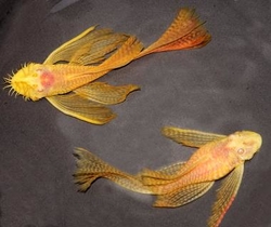 Ancistrus sp. "Gold long fin" EU breed L-XL