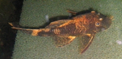 Ancistrus sp. lda 16