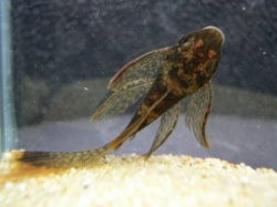 Ancistrus sp. lda 16 long fin