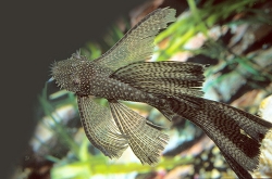 Ancistrus sp. long fin
