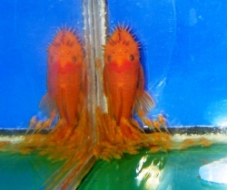 Ancistrus sp. "Super red" EU breed