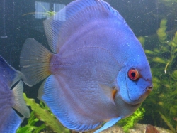 Symphysodon diamand blue