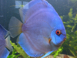 Symphysodon sp. Blue Diamond XL(China grade AAA) XL