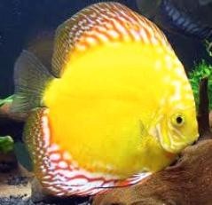 Symphysodon sp. Golden pigeon (China grade AAA) XL