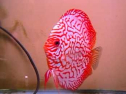 Symphysodon pigeon checkerboard L