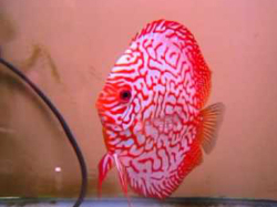  Symphysodon sp. Pigeon Checkerboard(China grade AAA) XL  