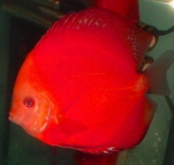 Symphysodon red marlboro XL
