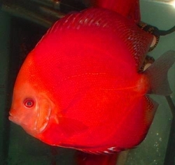 Symphysodon Red marlboro XXL - chovný pár/ breeding pair