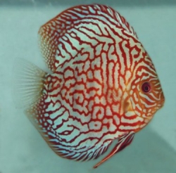 Symphysodon red turquoise XXL