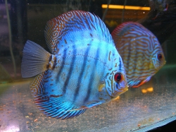 Symphysodon royal blue