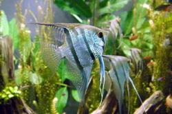 Pterophyllum altum - peruensis 4-5 cm