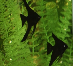 Pterophyllum scal. black