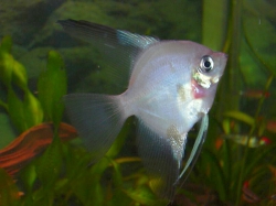 Pterophyllum scalare blue red cheek