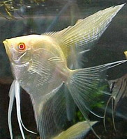 Pterophyllum scal. gold albino