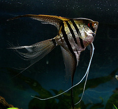 Pterophyllum scal. l.f.