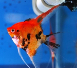 Pterophyllum scalare Red Devil EU Breed M 