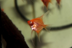 Pterophyllum scal. red