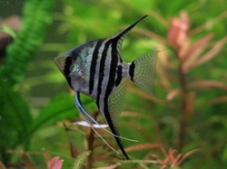 Pterophyllum scal. zebra