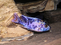 Aulonocara sp. calico