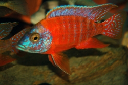 Aulonocara sp. rubin red