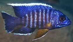 Aulonocara stuargrandi