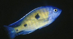 Copadichromis sp. tanzania yellow