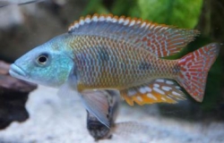 Copadichromis tetrastigma