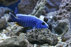 Haplochromis jacksoni /ahli/