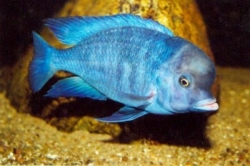 Haplochromis moorii