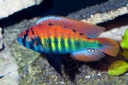 Haplochromis nyererei Ruti Island