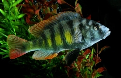 Haplochromis obliquidens