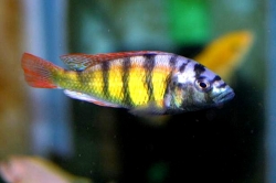 Haplochromis sp. ch 44