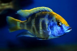 Haplochromis venustus