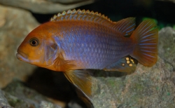 Iodotropheus sprengeri