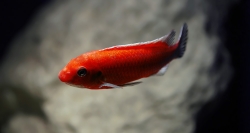 Labeotropheus trewavasae red