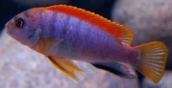 Labidochromis hongi