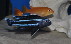 Melanochromis johanni