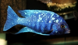 Placidochromis phenochilus