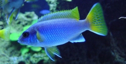 Pseudotropheus acei