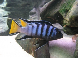 Pseudotropheus elongatus mpanga