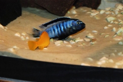 Pseudotropheus saulosi red coral