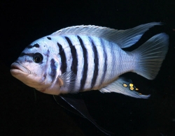 Pseudotropheus zebra