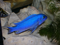 Pseudotropheus zebra blue + blue