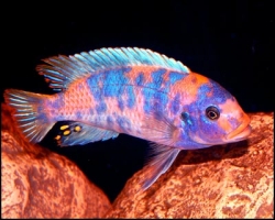 Pseudotropheus zebra red ob