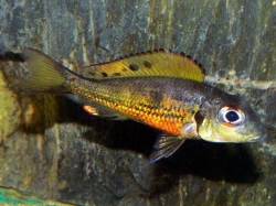 Callochromis melanostigma